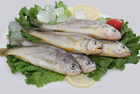 黃花魚(yú)